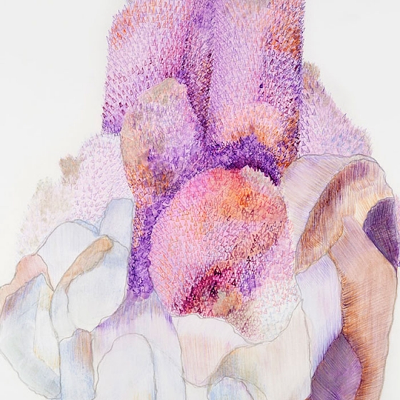 http://www.store.mirunadragan.com/files/gimgs/th-23_Erratics-Draw3-detail-web_v2.jpg